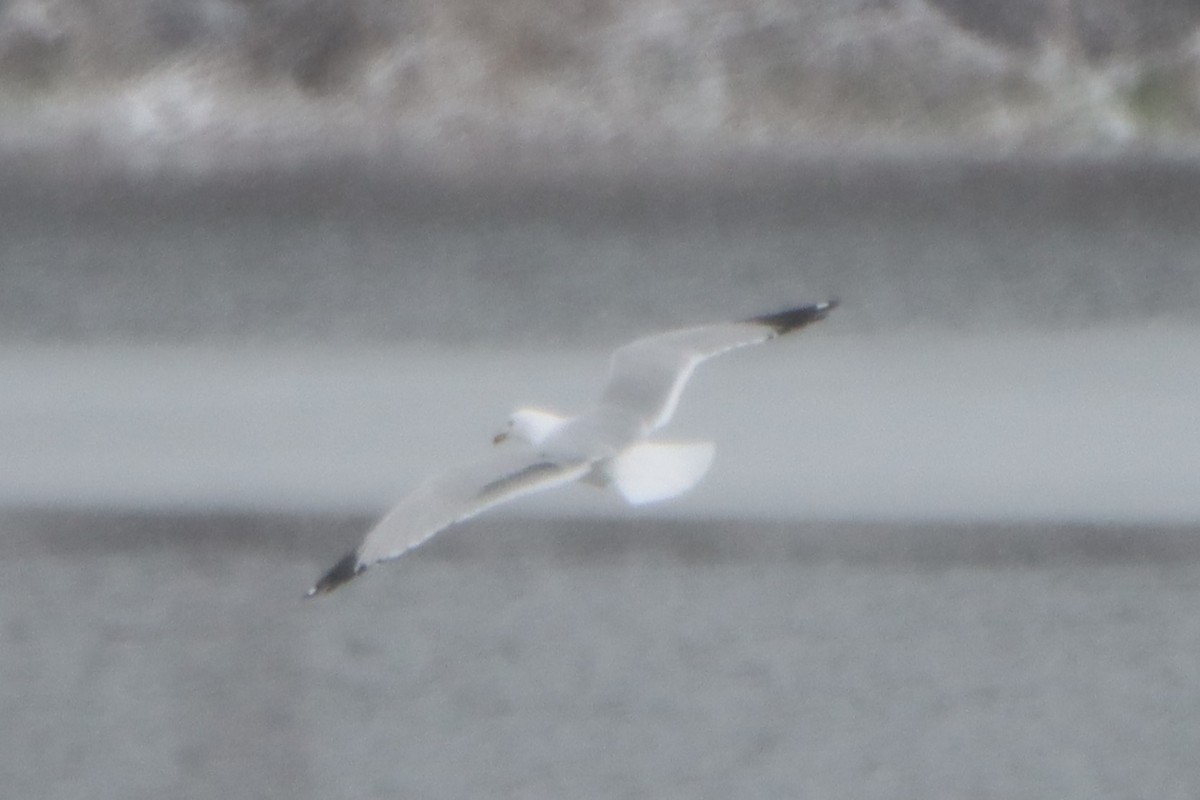 Ring-billed Gull - ML616368862