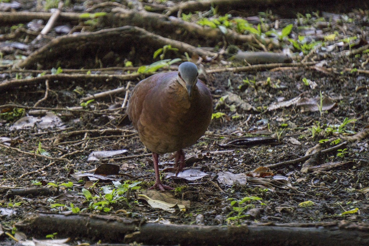 Chiriqui Quail-Dove - ML616368865