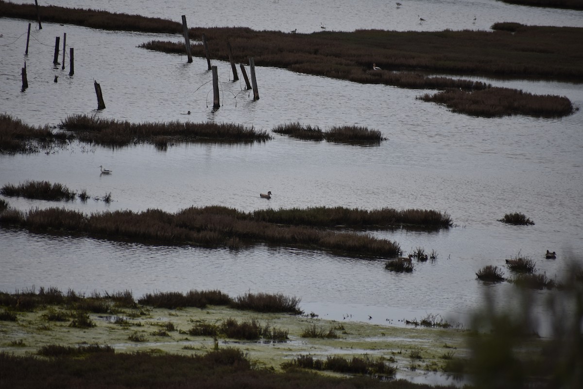 Avoceta Americana - ML616368868