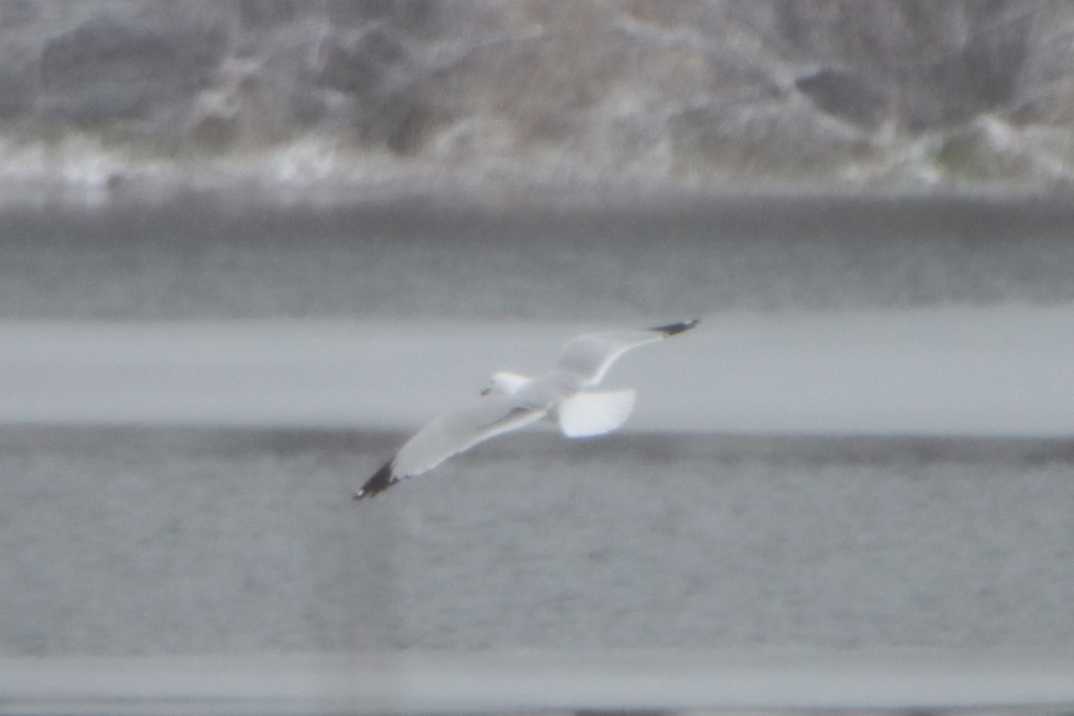 Ring-billed Gull - ML616368869