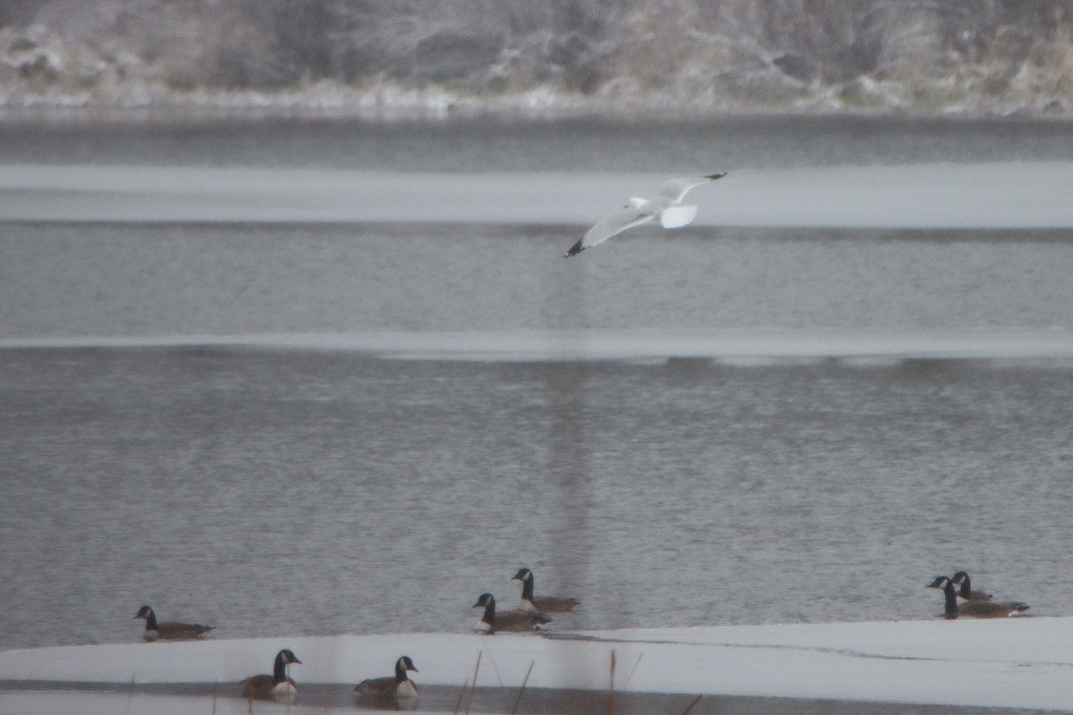 Ring-billed Gull - ML616368870