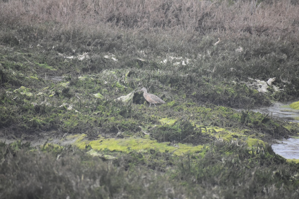 Long-billed Curlew - ML616368873