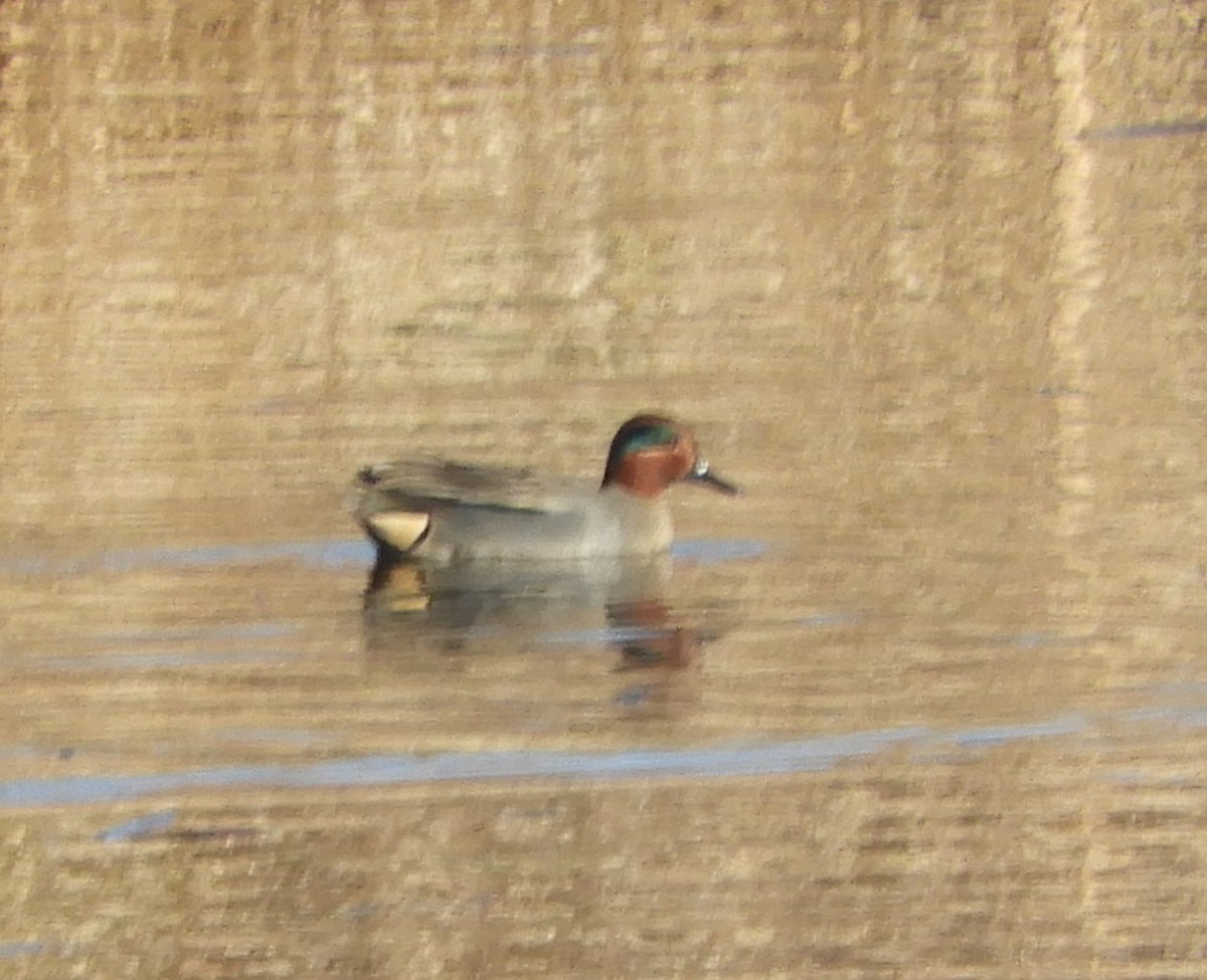 Green-winged Teal (Eurasian x American) - ML616368879