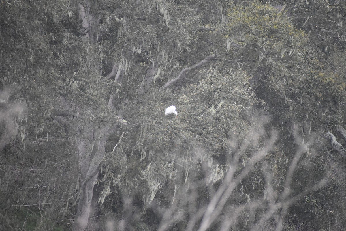 Great Egret - ML616368888