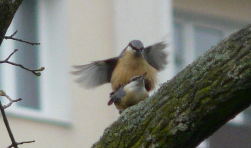 Eurasian Nuthatch - Jiří Šafránek