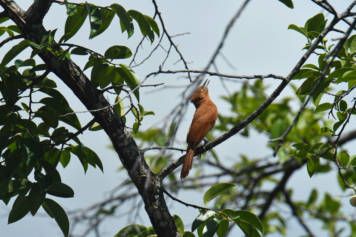 Caatinga Cacholote - ML616368950