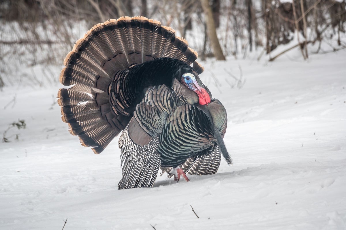 Wild Turkey - Gale VerHague