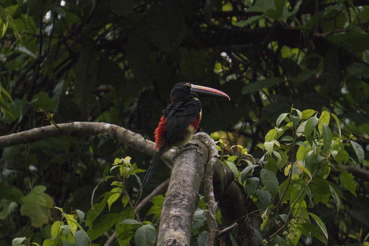 Fiery-billed Aracari - Joey Negreann