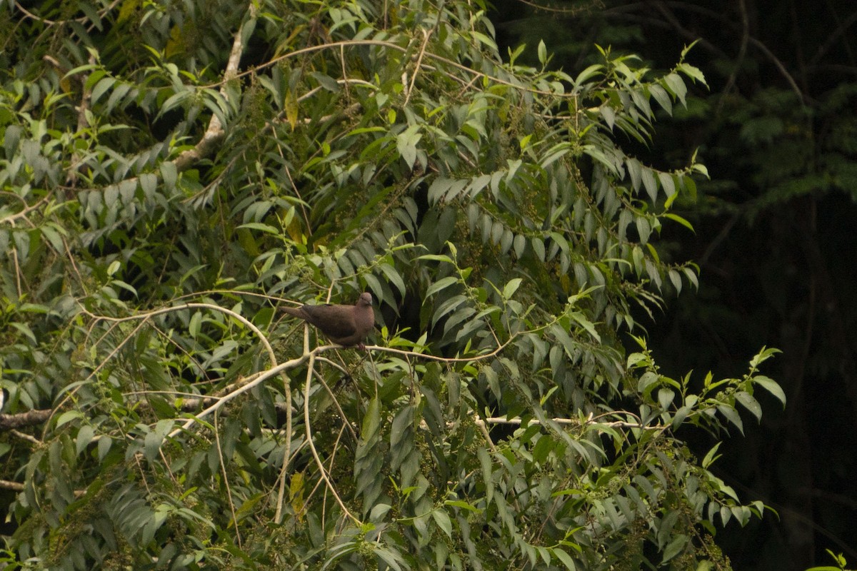 Pigeon à bec noir - ML616369016