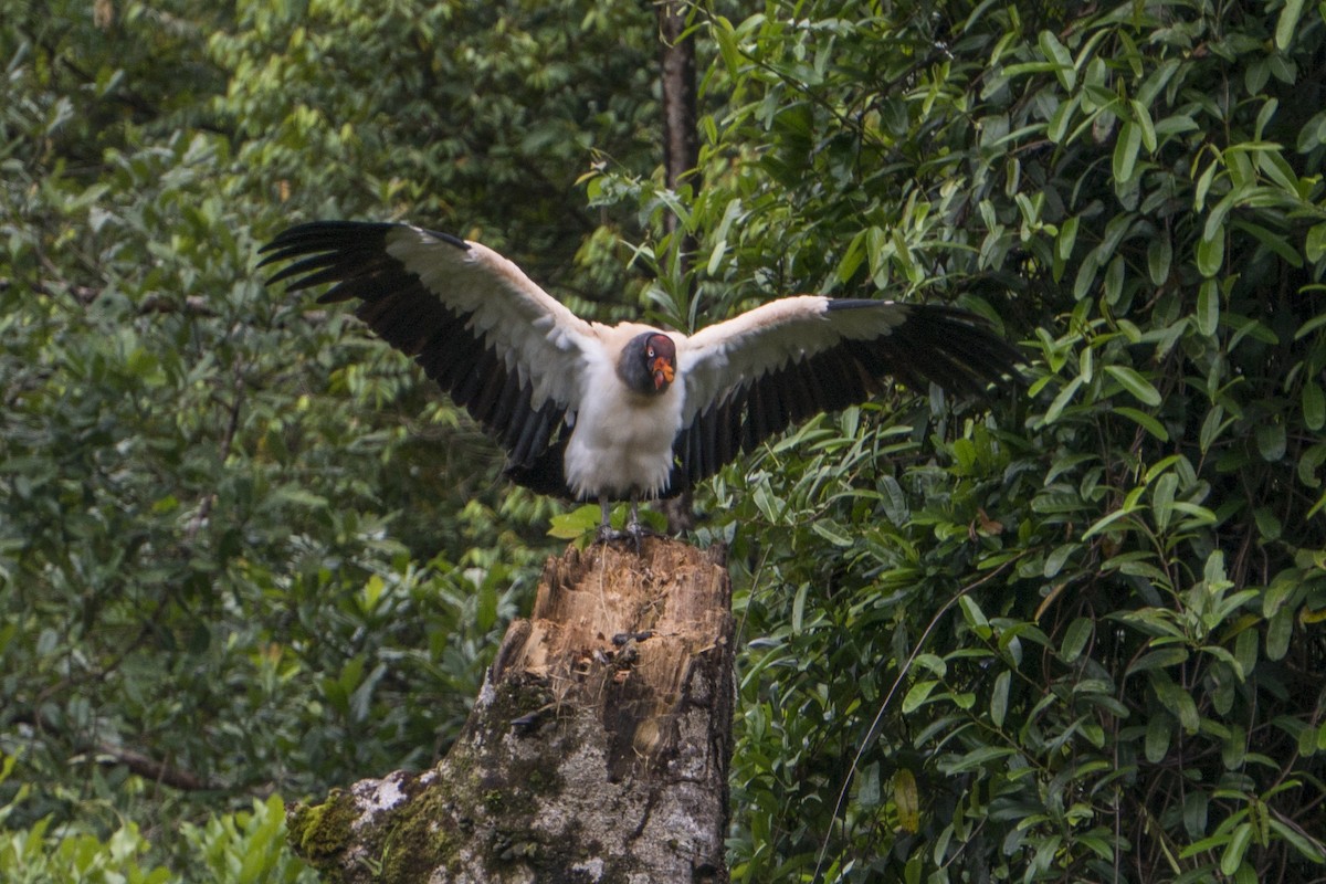 King Vulture - ML616369024