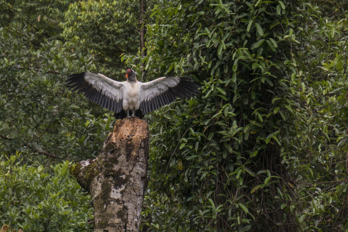 King Vulture - ML616369025