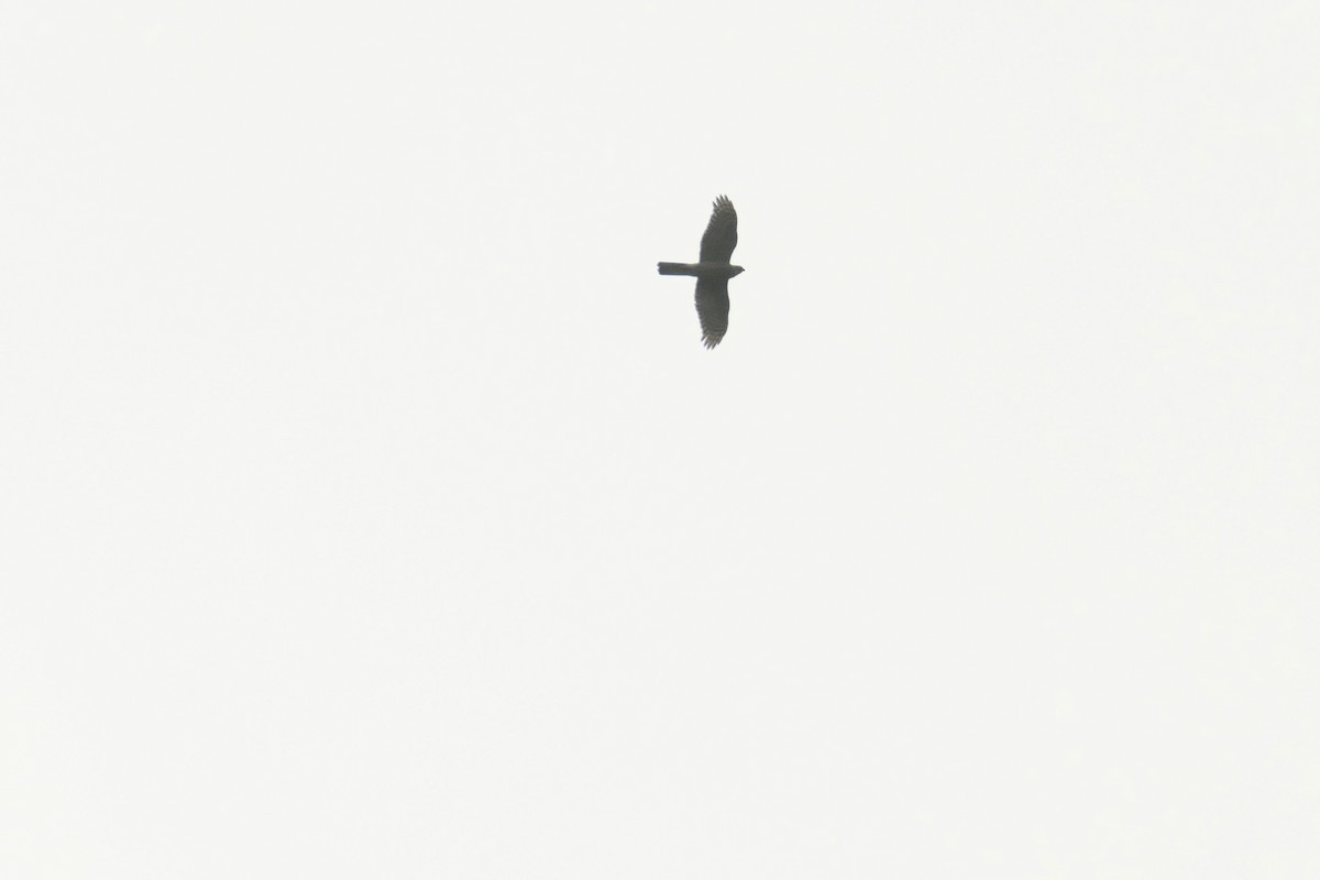 Eurasian Sparrowhawk - Krzysztof Dudzik-Górnicki