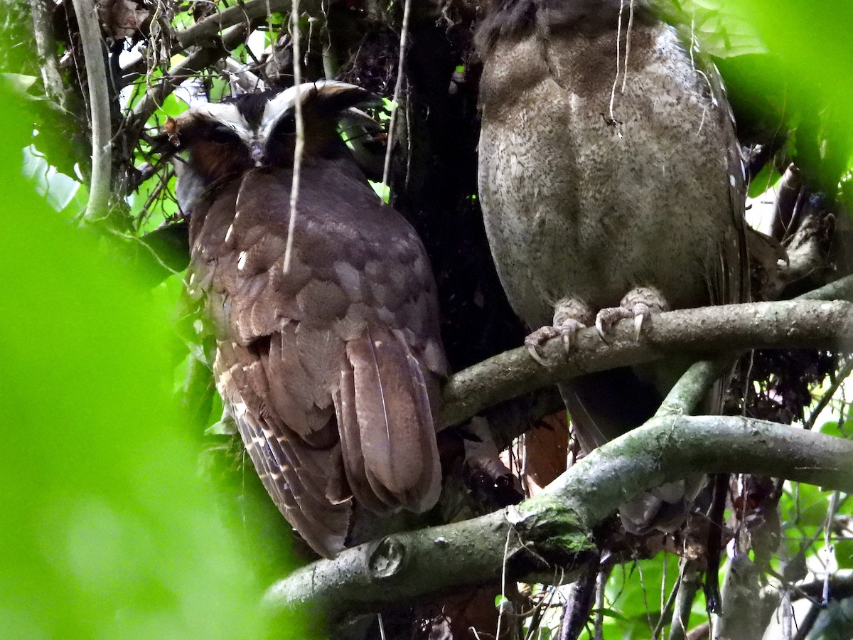 Crested Owl - ML616369075