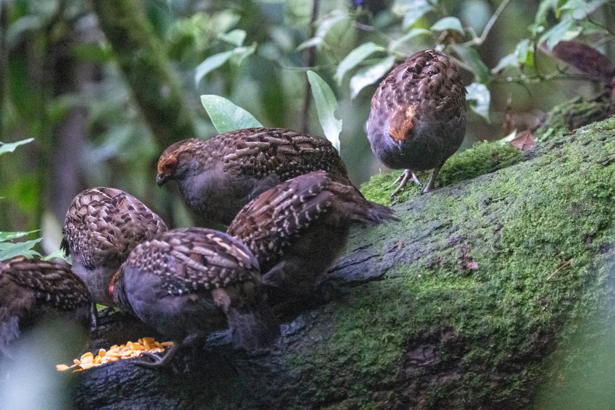 Spot-winged Wood-Quail - Ted Kavanagh