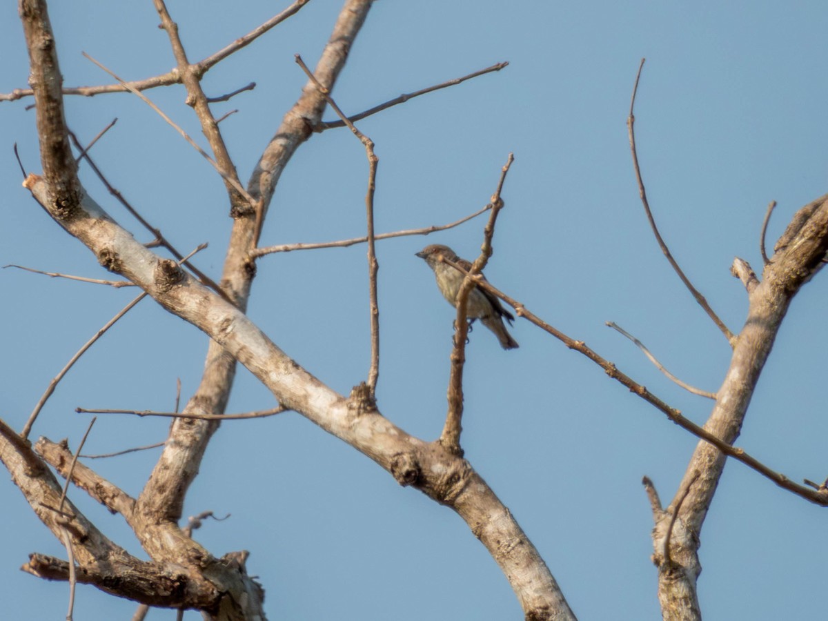 Thick-billed Flowerpecker - shyamkumar puravankara