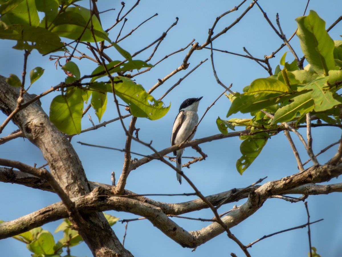 Bar-winged Flycatcher-shrike - ML616369156