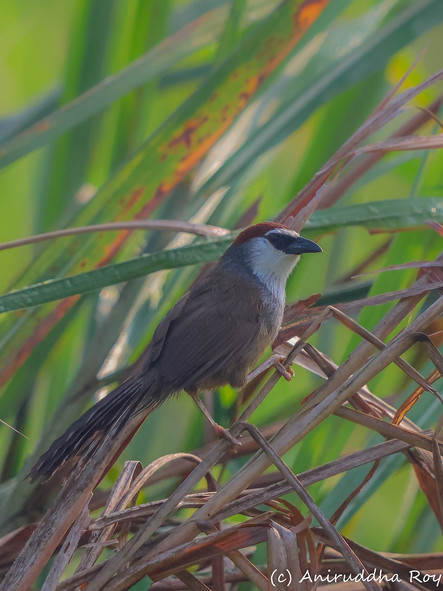 Chestnut-capped Babbler - Aniruddha  Roy