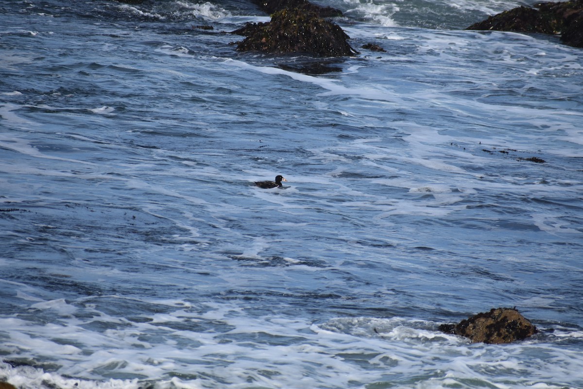 Surf Scoter - Elaine Hammond