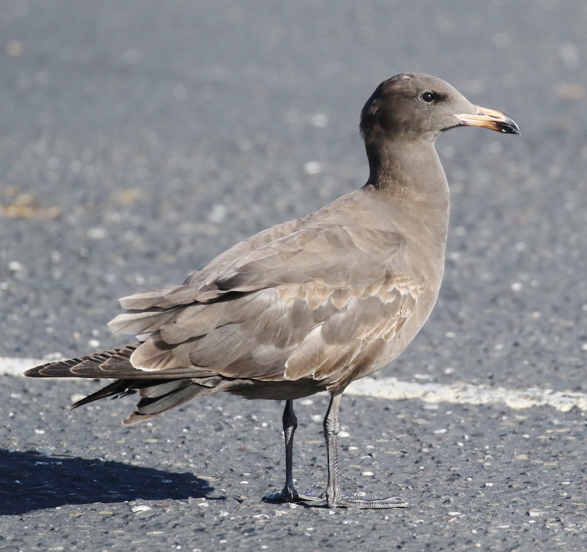 Heermann's Gull - ML616369212