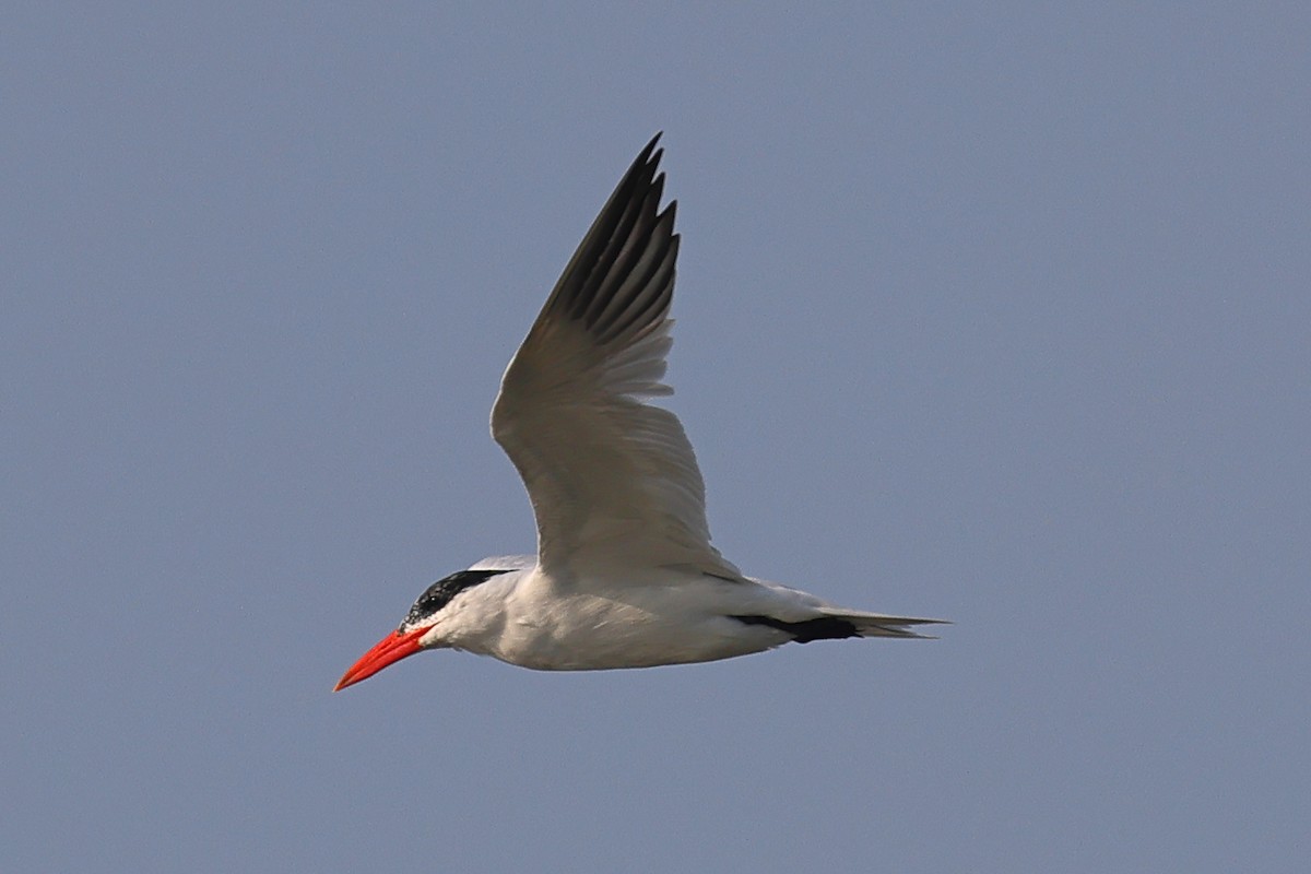 Caspian Tern - ML616369350