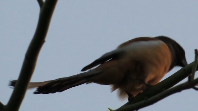 Rufous Treepie - ML616369363