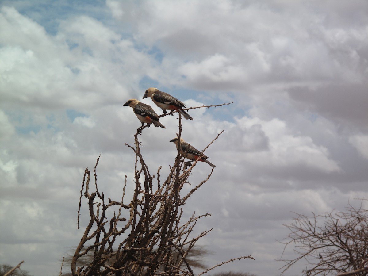 White-headed Buffalo-Weaver - Richard Fleming