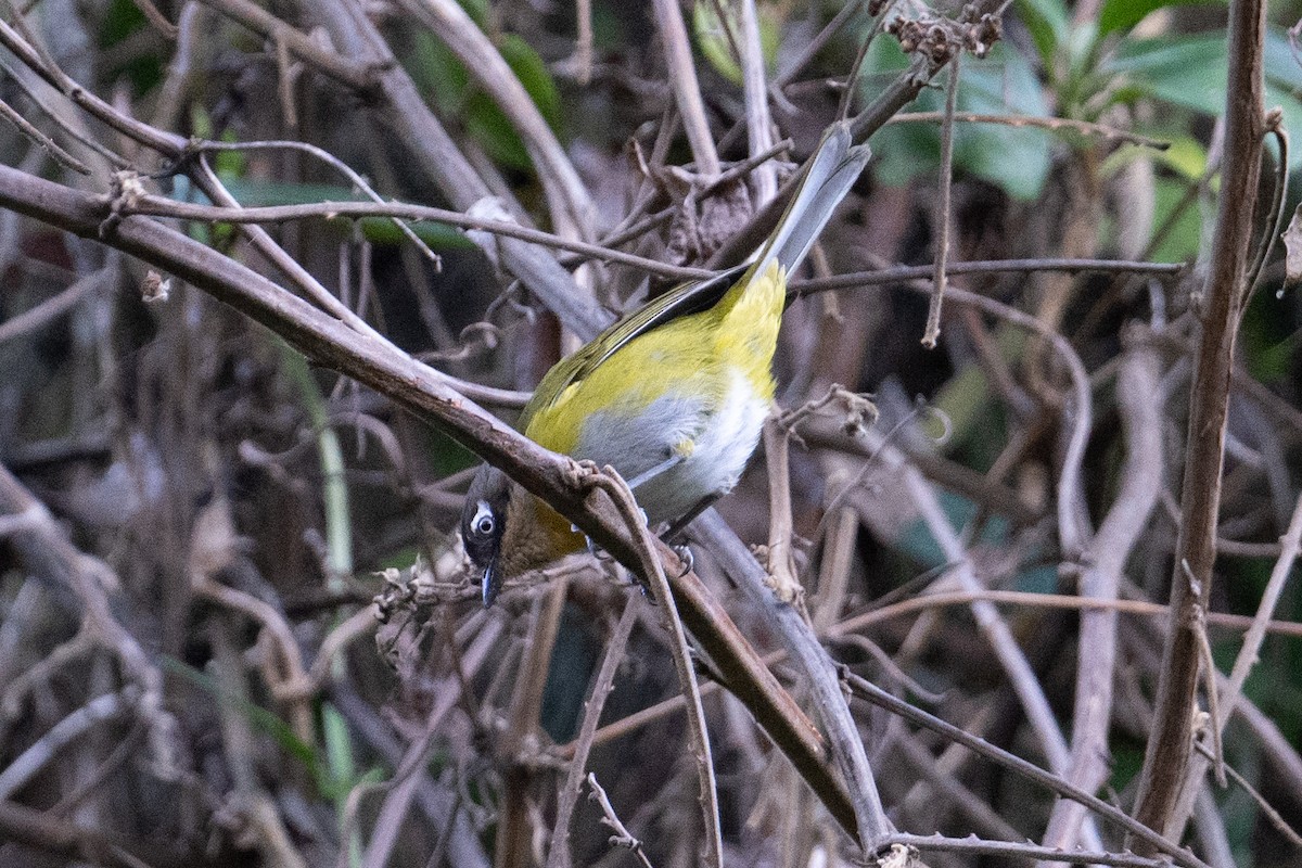 Common Chlorospingus (Venezuela) - ML616369406