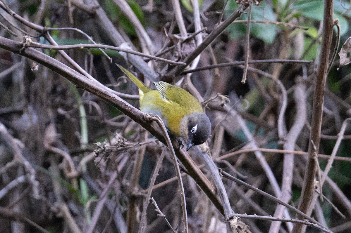 Common Chlorospingus (Venezuela) - ML616369409