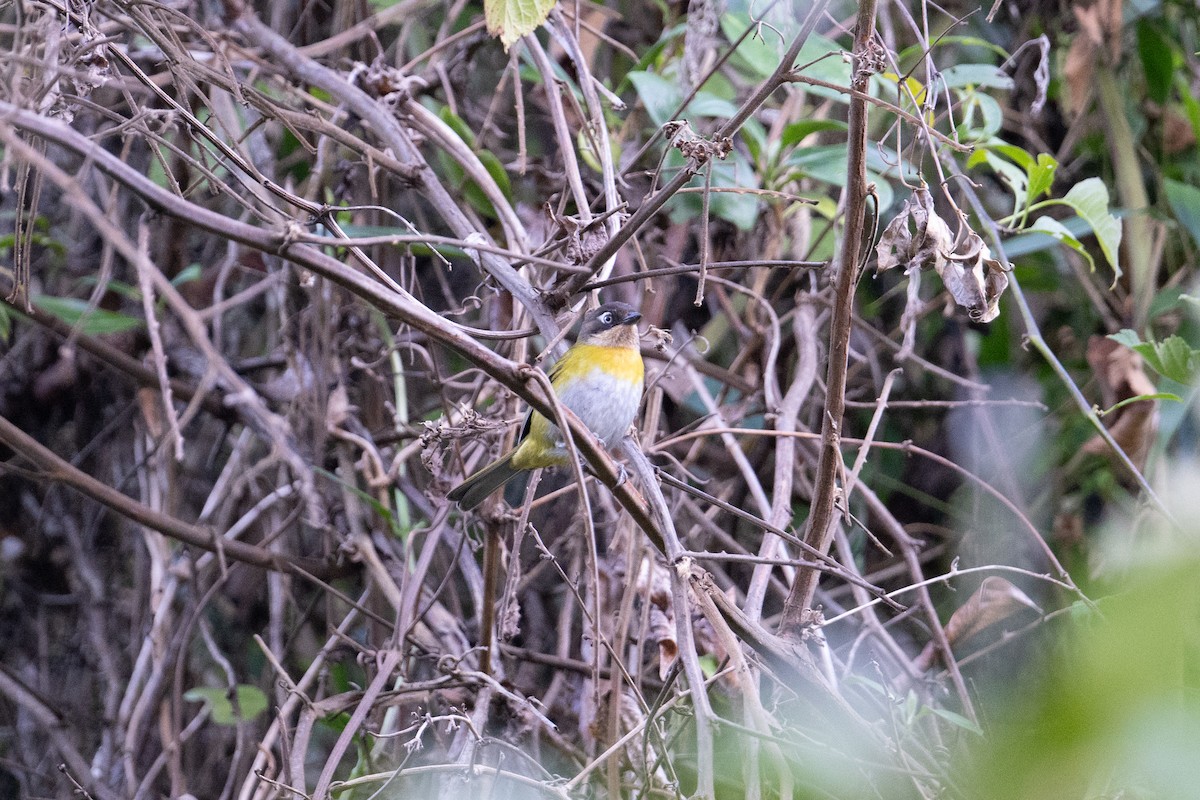 Common Chlorospingus (Venezuela) - John C. Mittermeier