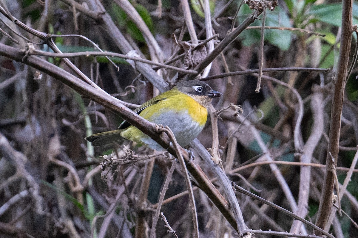 Common Chlorospingus (Venezuela) - John C. Mittermeier