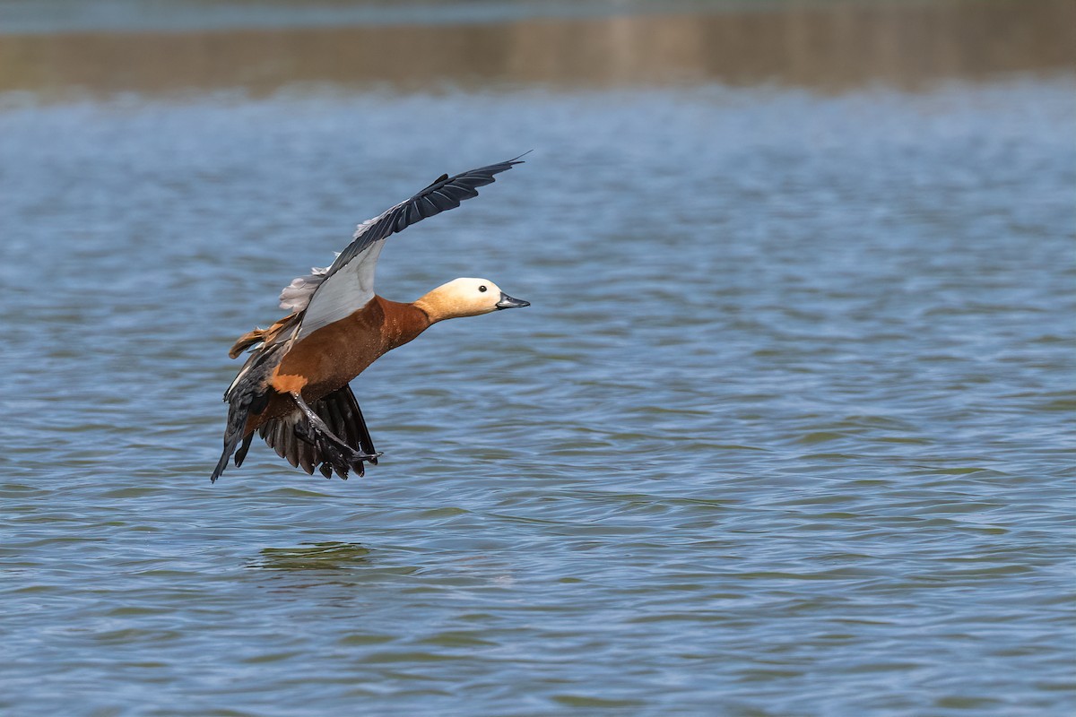 Ruddy Shelduck - Eren Aksoylu