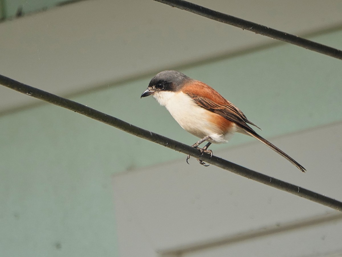 Burmese Shrike - Brian Daniels