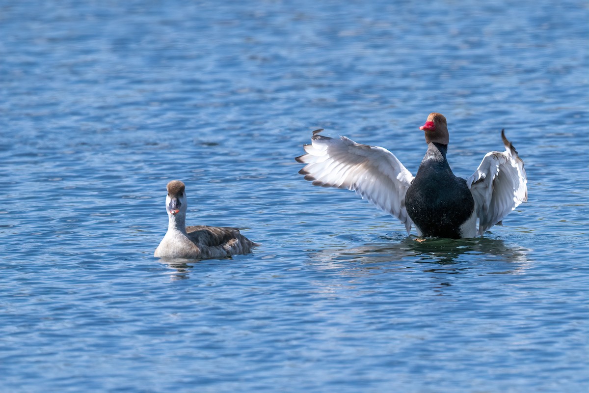 Red-crested Pochard - Eren Aksoylu