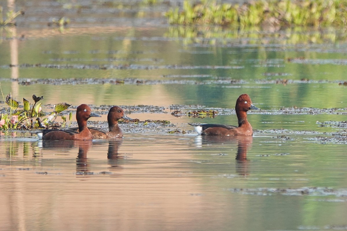 Ferruginous Duck - ML616369495