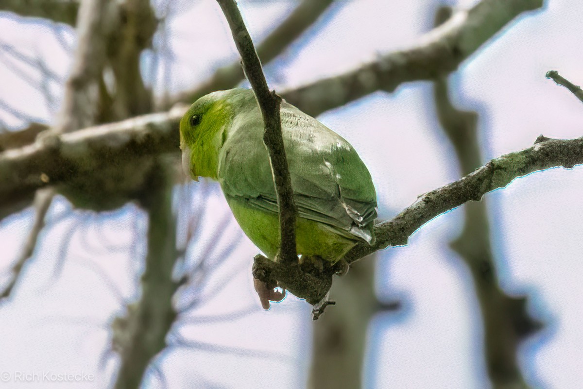 Pacific Parrotlet - ML616369512