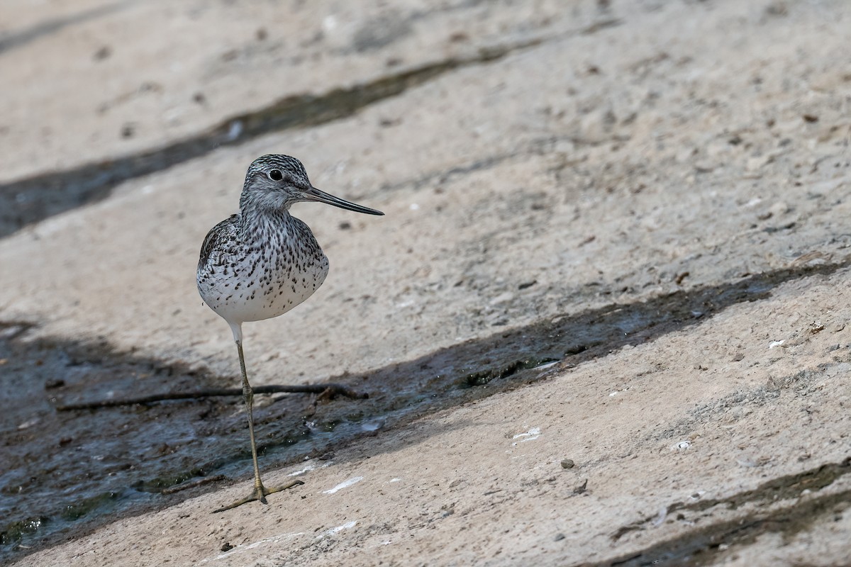 Common Greenshank - ML616369514