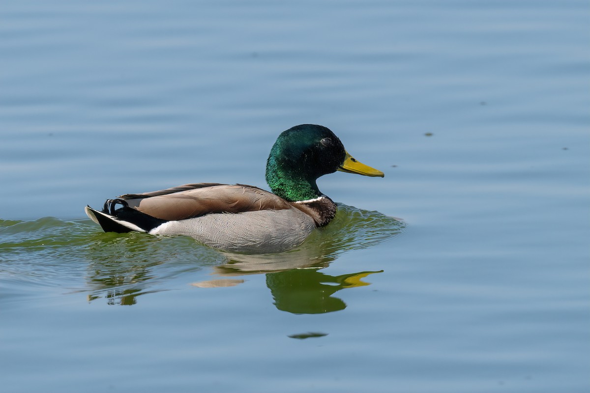 Mallard - Eren Aksoylu