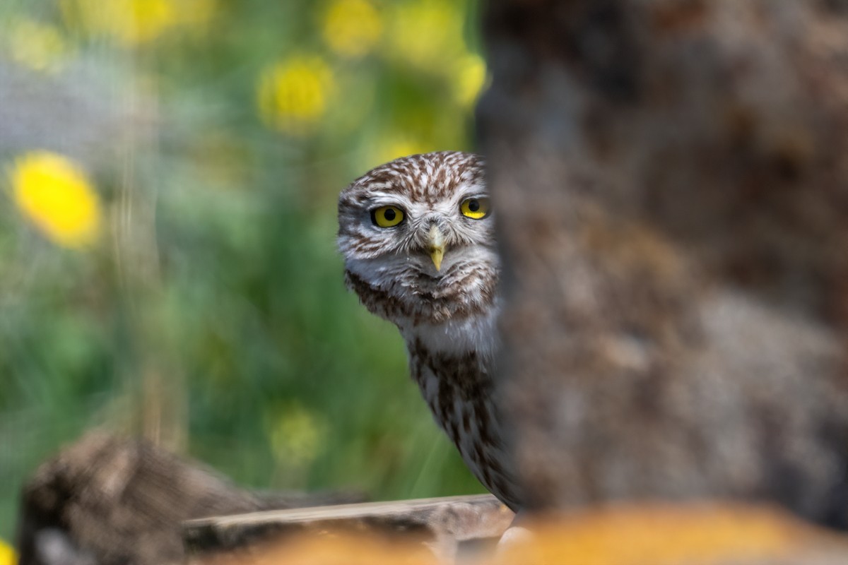 Little Owl - ML616369533