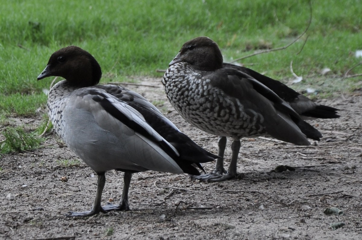 Maned Duck - ML616369538