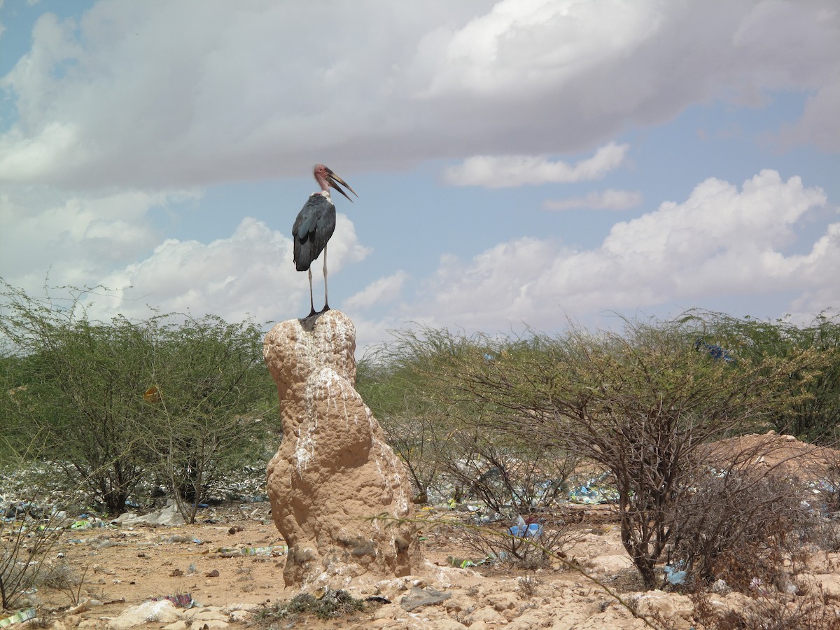 Marabou Stork - ML616369539