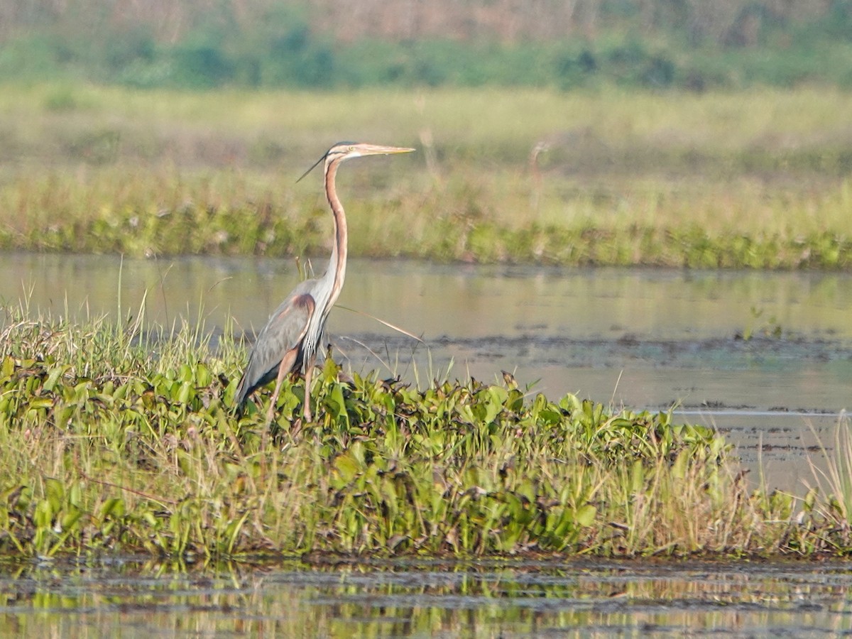 Purple Heron - ML616369544