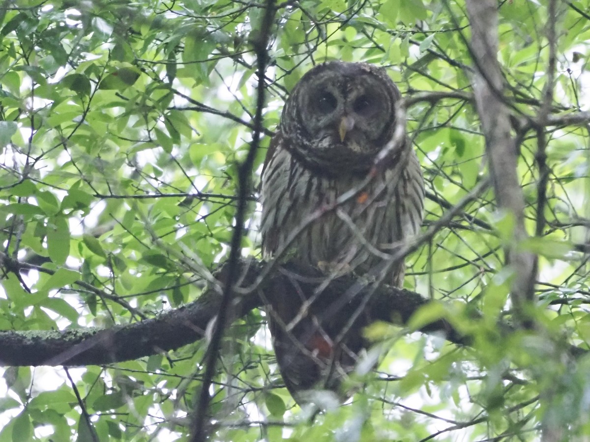 Barred Owl - ML616369571