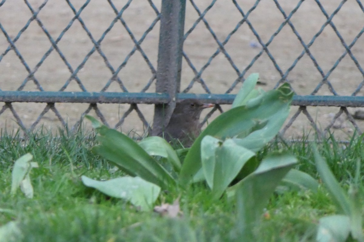 Eurasian Blackbird - ML616369577