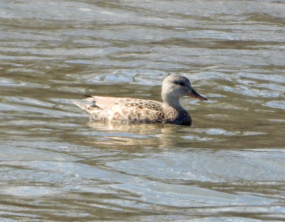 Gadwall - ML616369583