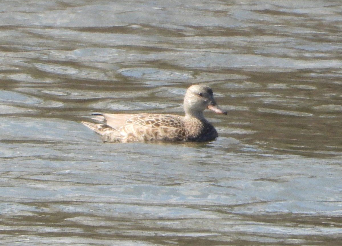 Gadwall - ML616369592