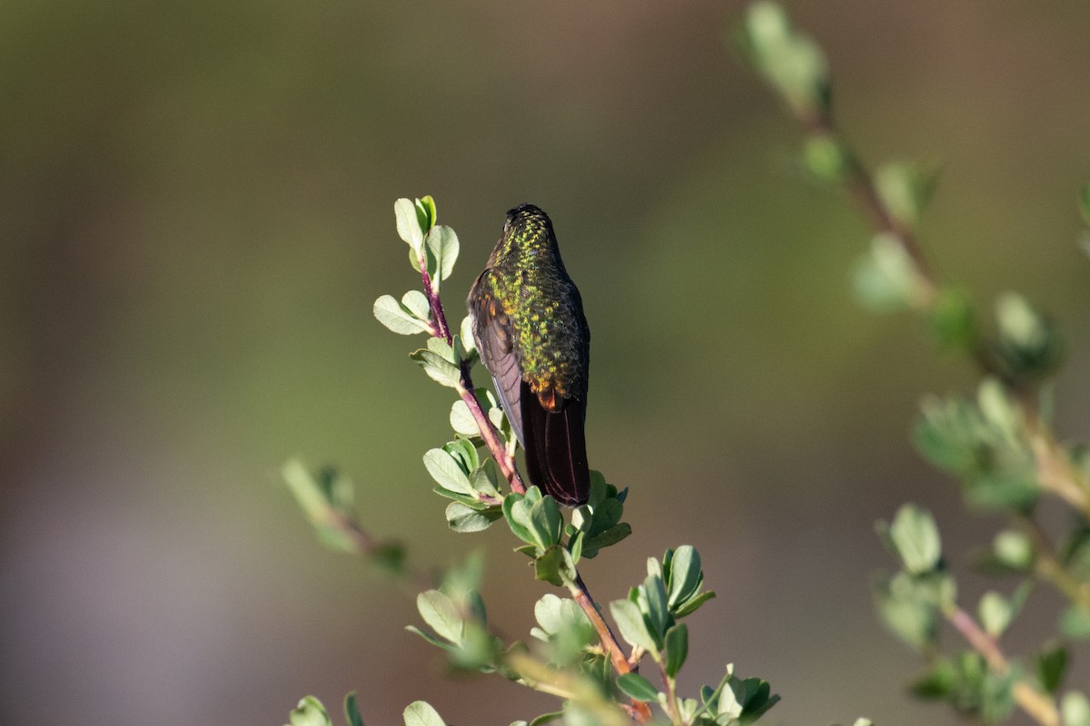 kolibřík perijský - ML616369594