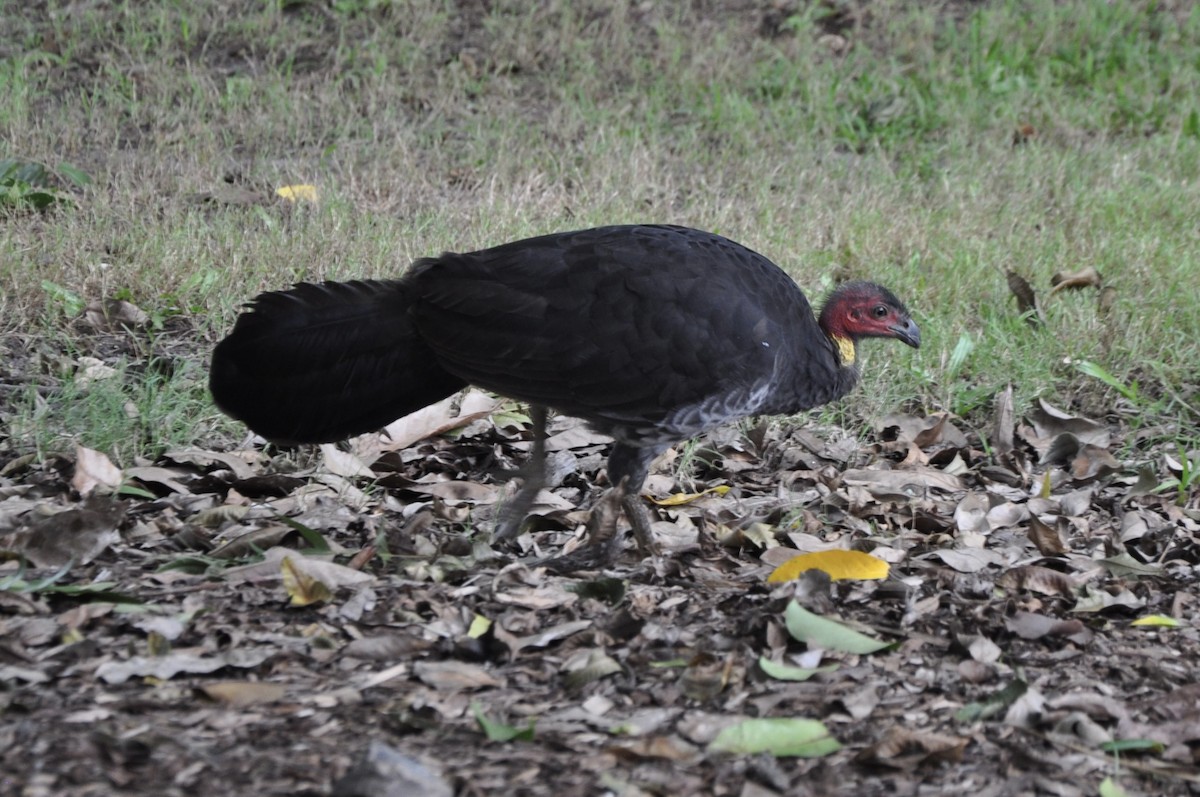 Australian Brushturkey - ML616369617