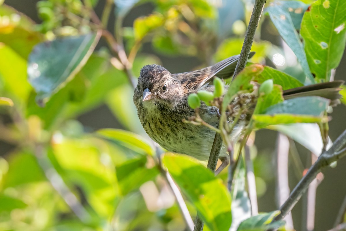 Lincoln's/Swamp Sparrow - ML616369625
