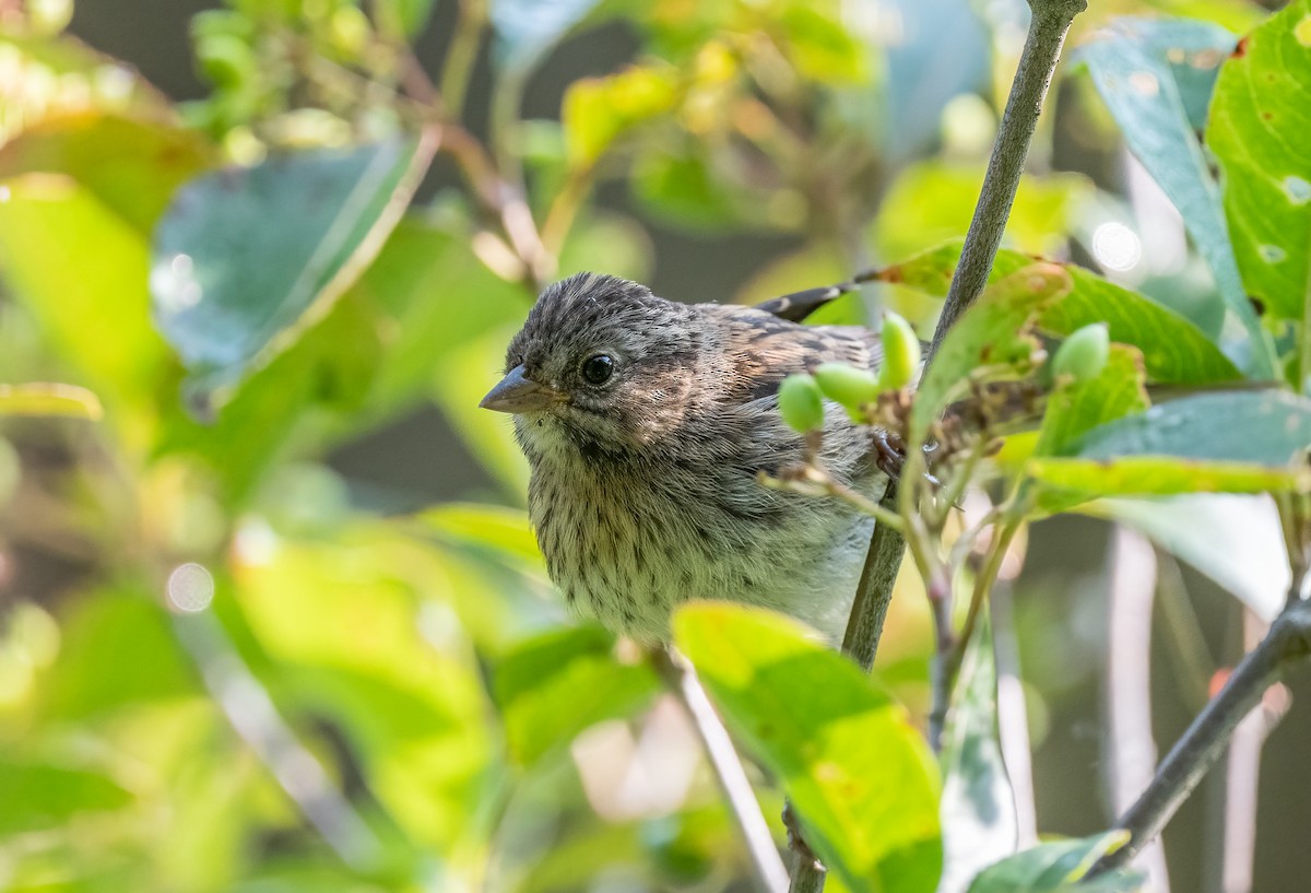 Lincoln's/Swamp Sparrow - ML616369627