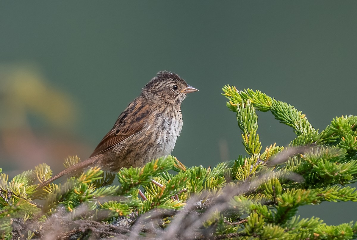 Lincoln's/Swamp Sparrow - ML616369628